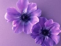 pic for Violet Flowers 